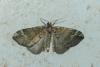 Perizoma lugdunaria